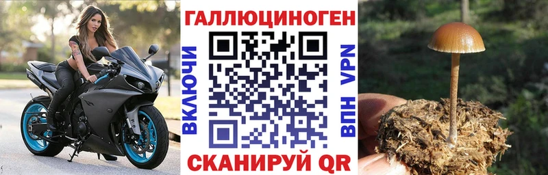 Галлюциногенные грибы Psilocybine cubensis darknet какой сайт Ильский hydra ссылка